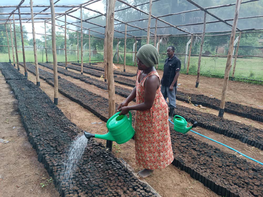 road_uganda's tweet photo. Nursery construction taking good shape at the Nakasongola District Headquarters.
After completion, it will able to produce 100,000 seedlings annually. A very big boost to the forest cover of the region.
#sustainability
#climateresilience
#treenurseries https://t.co/A9T9DdcIXr