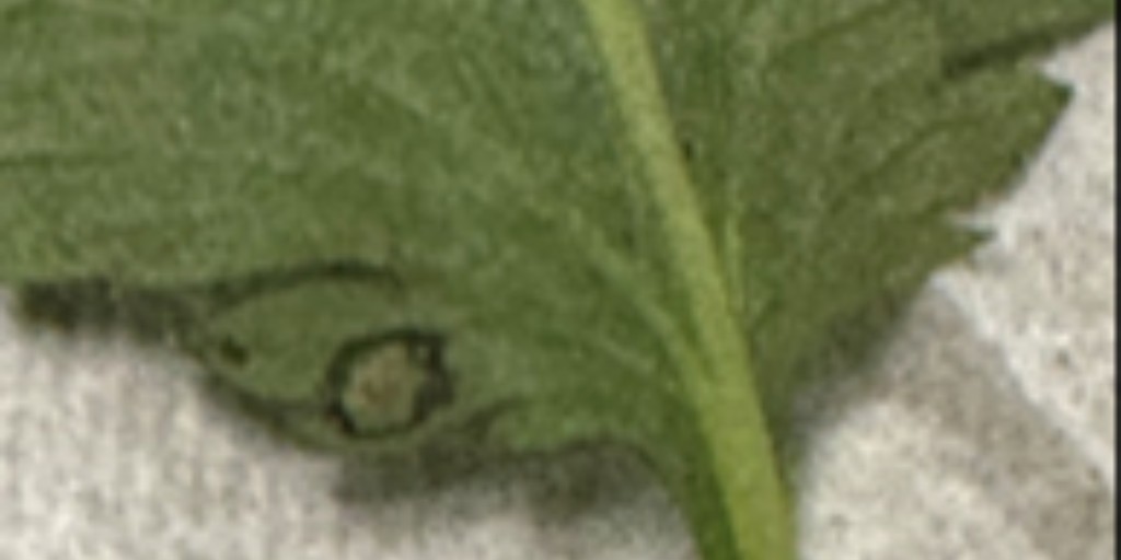 Roses are red
Violets are blue
Chrysanthemum White Rust won't be let through!

Chrysanthemum White Rust is a significant plant disease and is not established in the U.S.! Thank you to our <a href="/CBP/">CBP</a> agriculture specialists for catching these infected #flowers!

#OFOProud