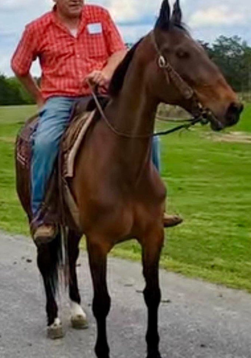 ❤️‍🩹Beautiful Harley raced over 200 times and earned over $200k, but still finds herself in a kill pen headed for slaughter. She deserves so much better. Please help get her to safety with a tax deductible donation and share today. Thank you! ❤️‍🩹1️⃣3️⃣9️⃣1️⃣ paypal.com/donate?campaig…