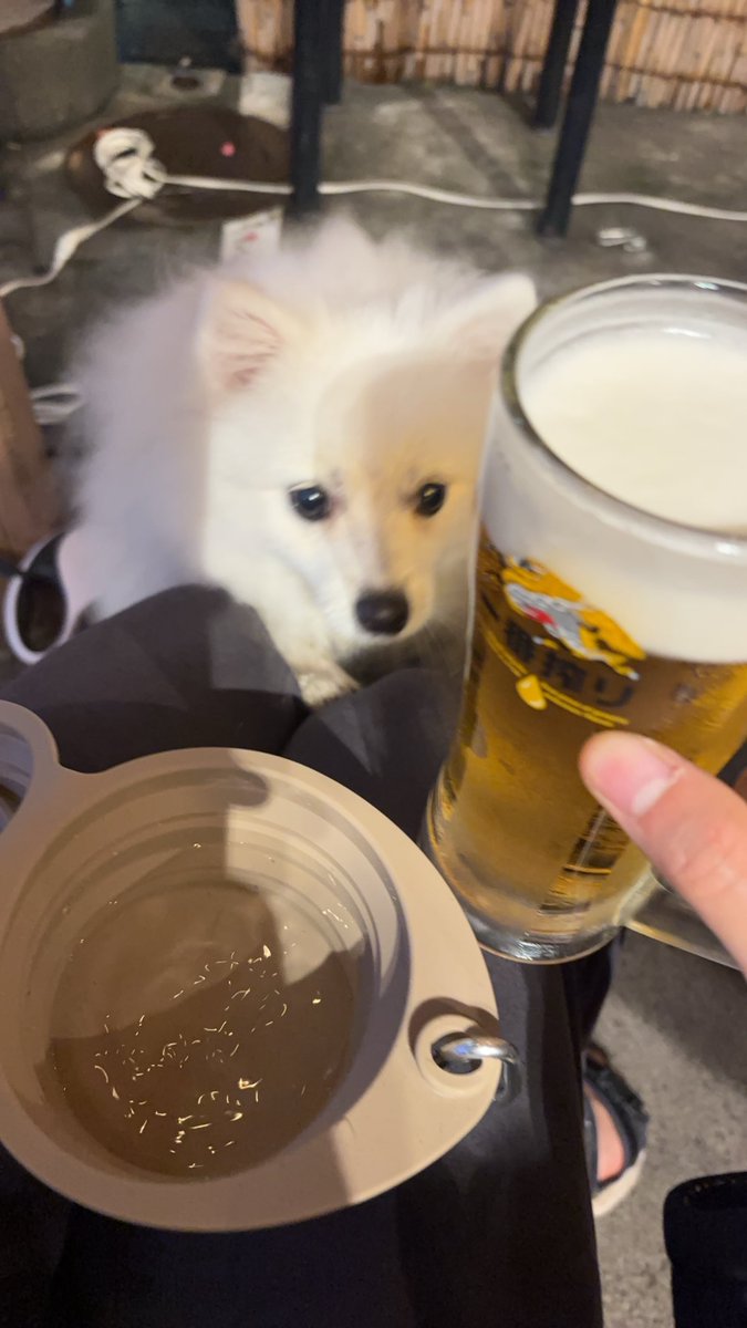 ぽんすけ(ポメラニアン×日本スピッツ) (@ponsuke418) / Posts / X