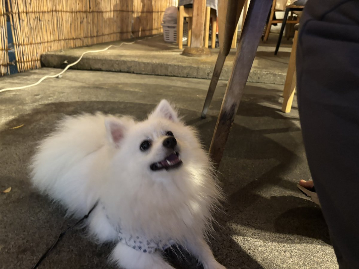 ぽんすけ(ポメラニアン×日本スピッツ) (@ponsuke418) / Posts / X