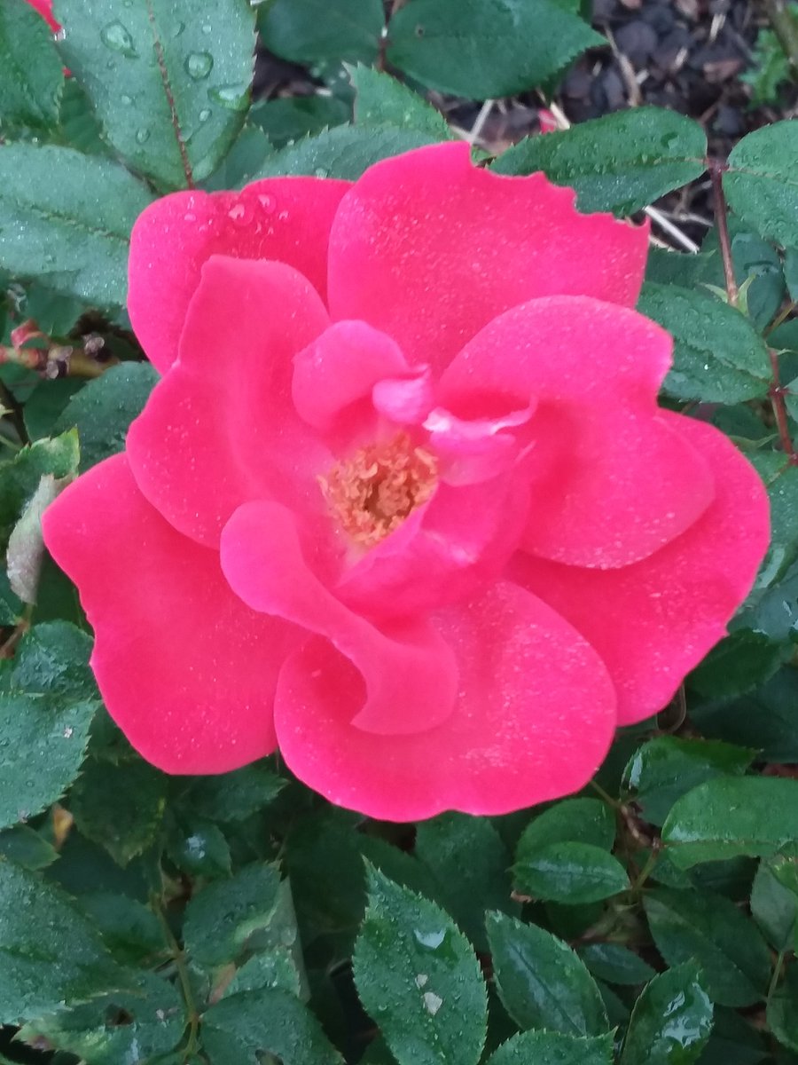 Diane_Dee's tweet photo. Good morningββοΈ/afternoon/evening.π΅π. Wishing everyone a fabulous #Friday . Be safe and well.
ππΉπβ
#KnockOutRoses #roses #flowers #spiritual #peaceful #photos https://t.co/vak04GukP5