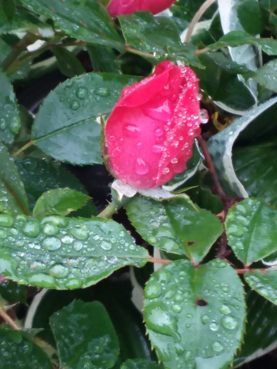 Diane_Dee's tweet photo. Good morningββοΈ/afternoon/evening.π΅π. Wishing everyone a fabulous #Friday . Be safe and well.
ππΉπβ
#KnockOutRoses #roses #flowers #spiritual #peaceful #photos https://t.co/vak04GukP5