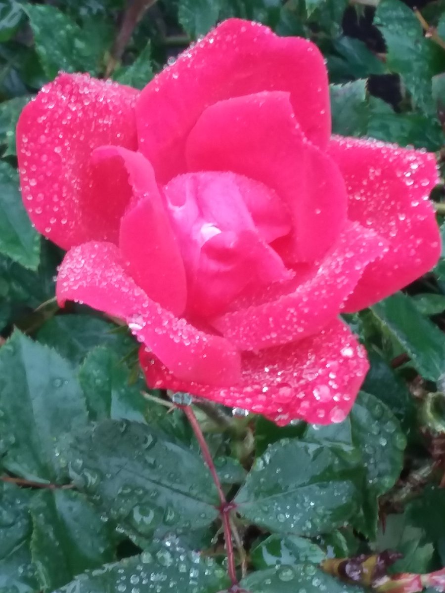Diane_Dee's tweet photo. Good morningββοΈ/afternoon/evening.π΅π. Wishing everyone a fabulous #Friday . Be safe and well.
ππΉπβ
#KnockOutRoses #roses #flowers #spiritual #peaceful #photos https://t.co/vak04GukP5