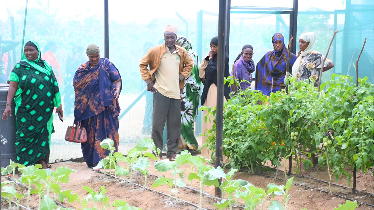 This week, Strategies for Northern Development (SND) led a transformative joint training for community kitchen garden groups across the villages of Rawana, Funanqumbi, Dadach Ellele, and Uran — turning dry hopes into green possibilities. 🌱

For two days in each village, women,