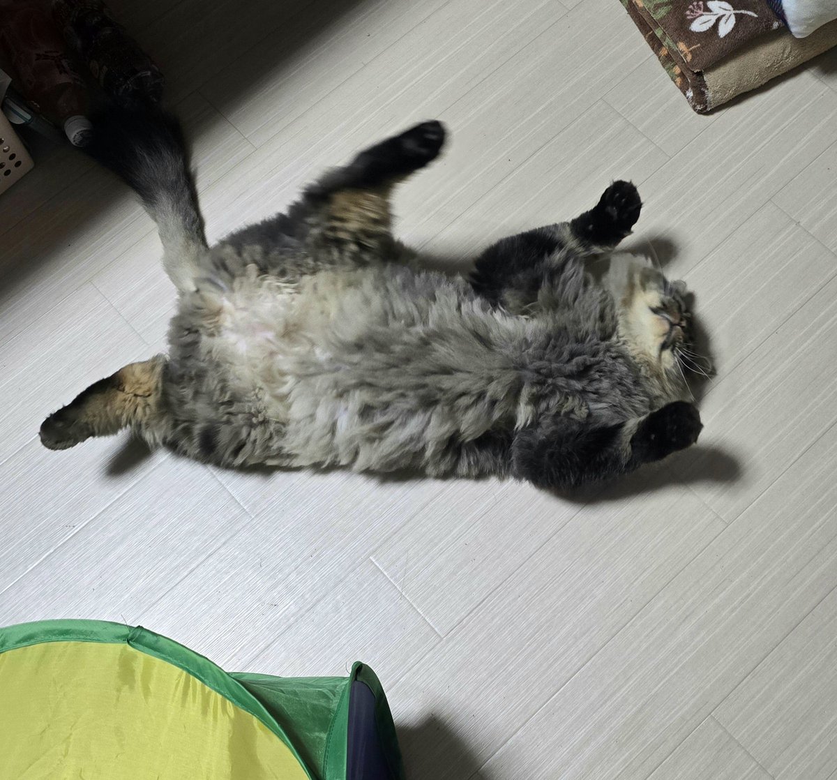 寝落ちしてたꉂ🤣