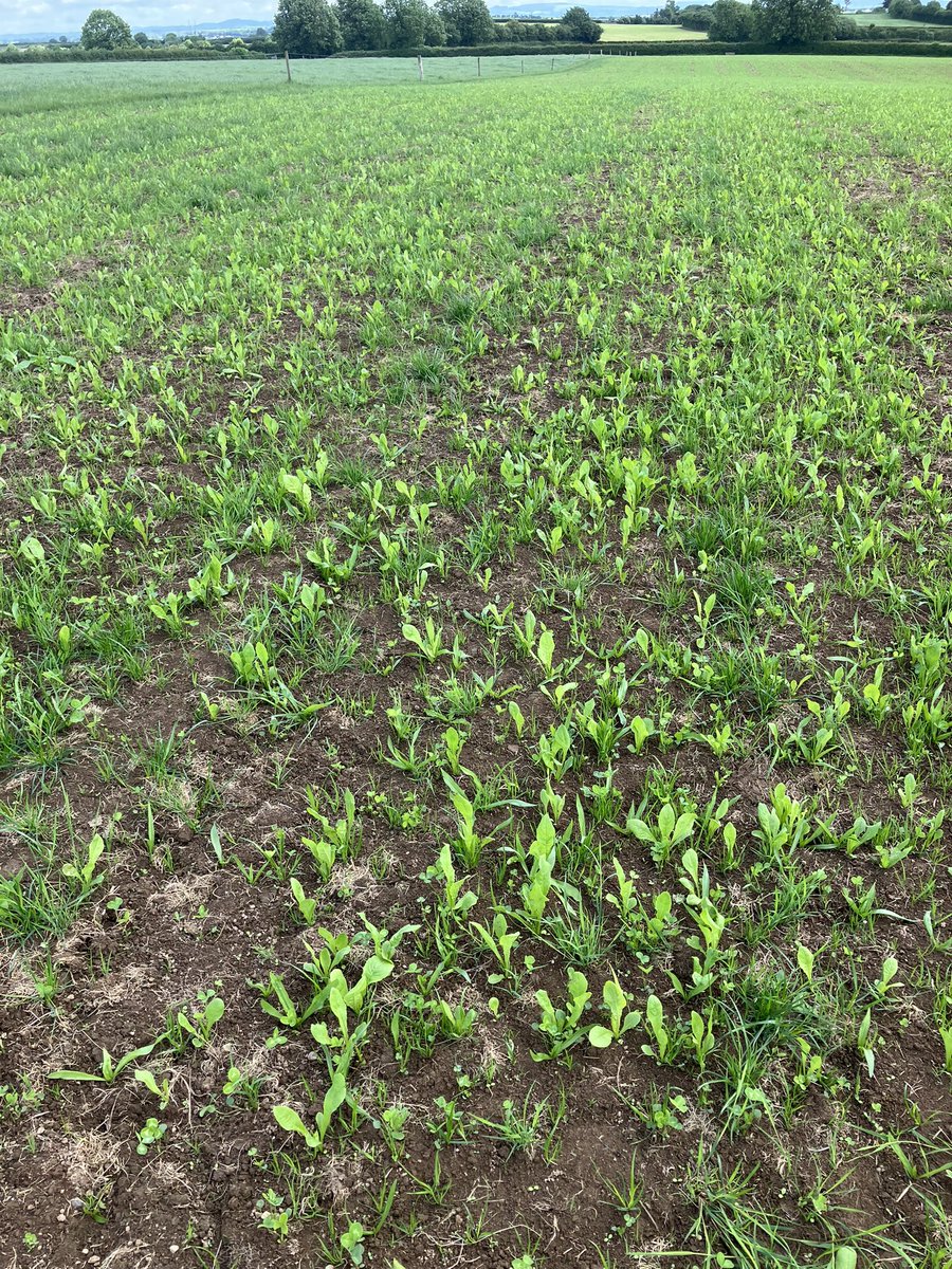 delaney1pat's tweet photo. Climate Smart Restore DAFM Multi Species mixture got its much needed drop of 💧and is ready to kick on #ClimateSmart @Germinal_Ire https://t.co/HEmkMzTGGx