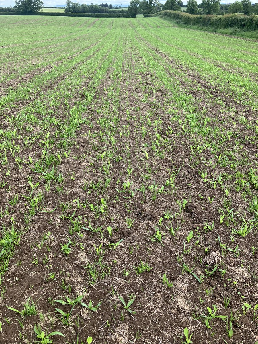 delaney1pat's tweet photo. Climate Smart Restore DAFM Multi Species mixture got its much needed drop of 💧and is ready to kick on #ClimateSmart @Germinal_Ire https://t.co/HEmkMzTGGx