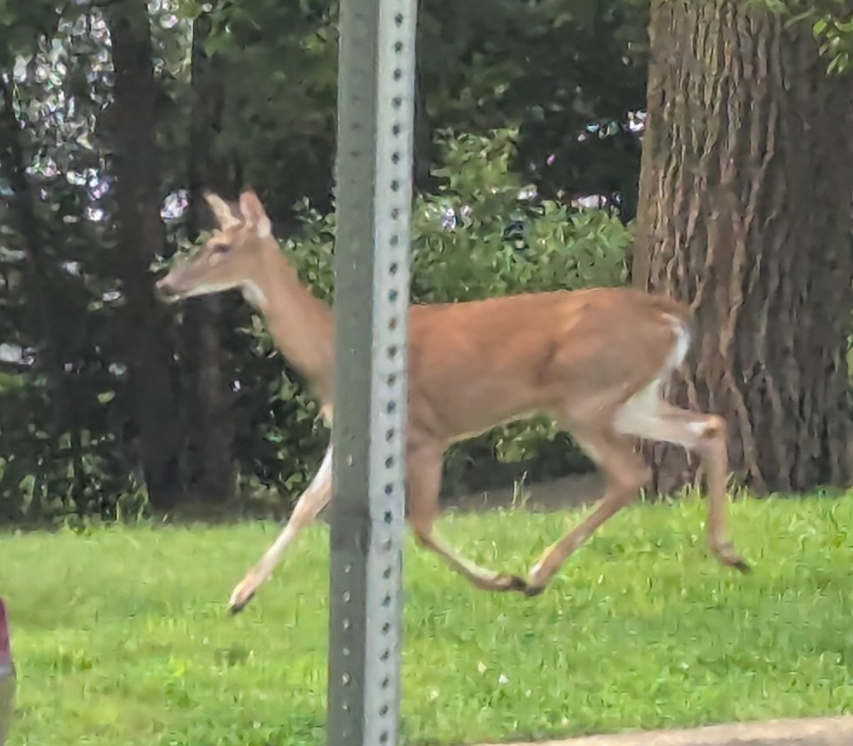 2HousePanthers's tweet photo. Seen on our morning walk
#talldogs https://t.co/qfmsHPi0VP