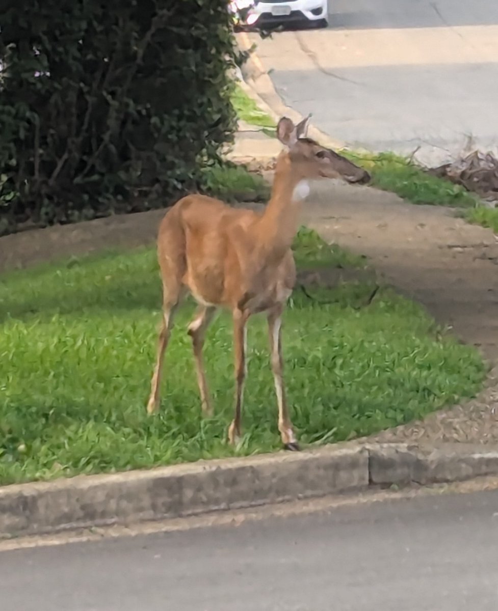 2HousePanthers's tweet photo. Seen on our morning walk
#talldogs https://t.co/qfmsHPi0VP