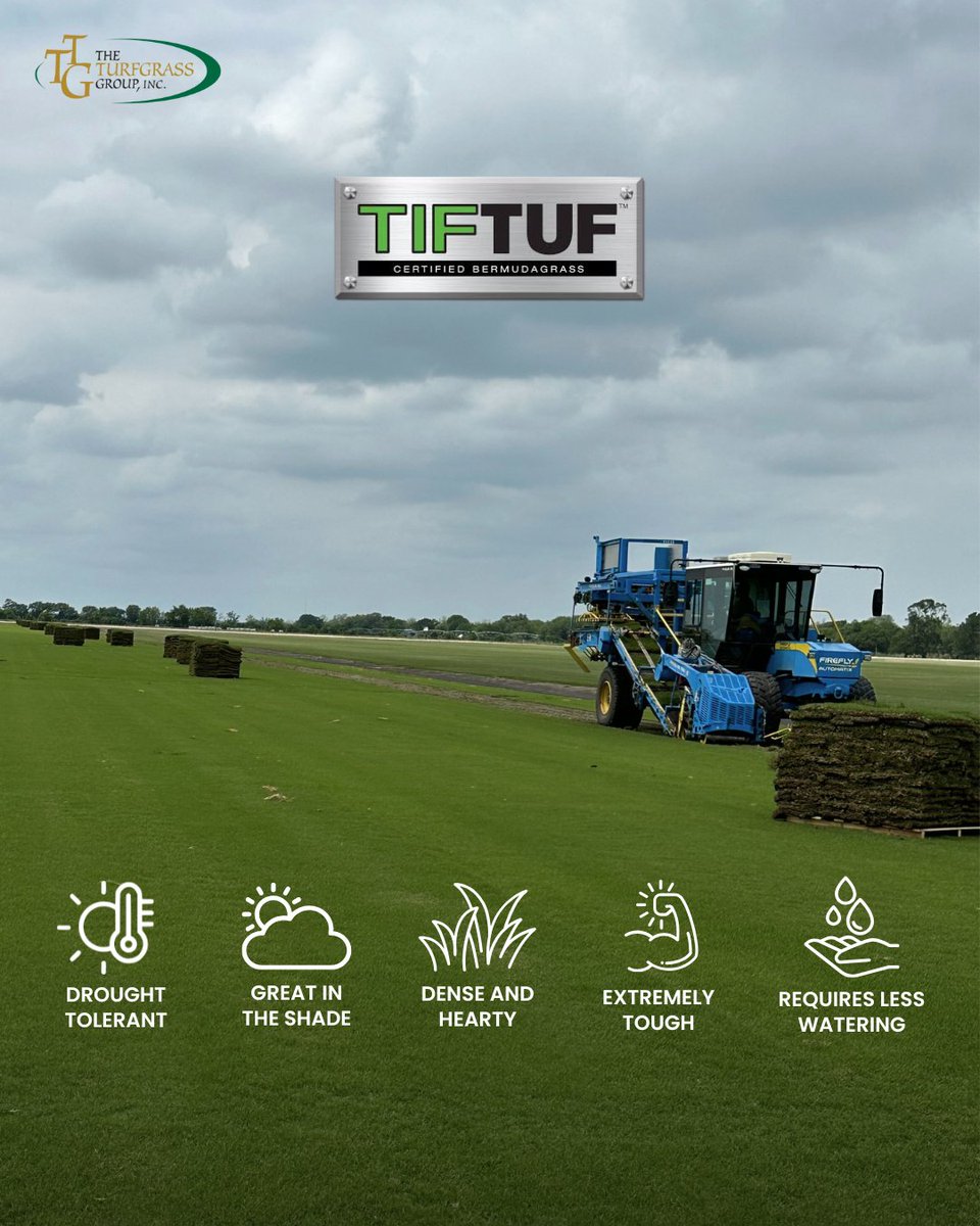 Want the best-looking lawn with the least effort? TifTuf Certified Bermudagrass is your game-changer. Engineered for performance, 

TifTuf is incredibly drought tolerant, meaning it stays green and vibrant with far less water than traditional grasses.

theturfgrassgroup.com/find-a-grower/