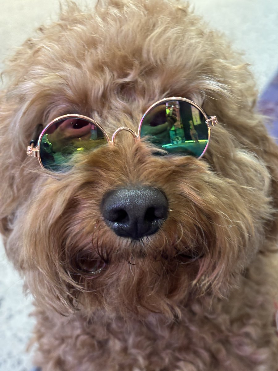 Coolio #cavapoojared