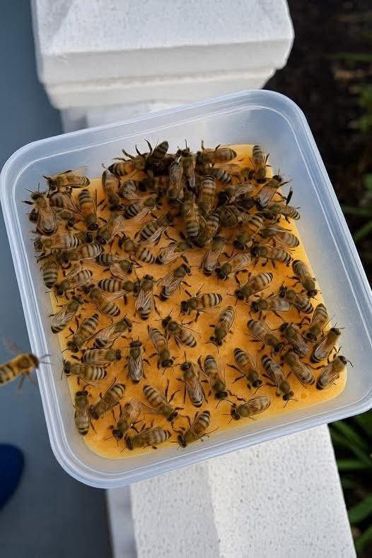 Pokud uvidíš včelu na zemi nebo mimo květinu a nelétá, je VYHLADOVĚLÁ! Můžeš jí pomoct.
Právě teď procházíme tzv. červnovou mezerou – obdobím, kdy už odkvetly jarní rostliny, ale ty podzimní ještě nezačaly produkovat pyl a nektar.
Co můžeš udělat?
Smíchej 2 díly cukru s 1 dílem