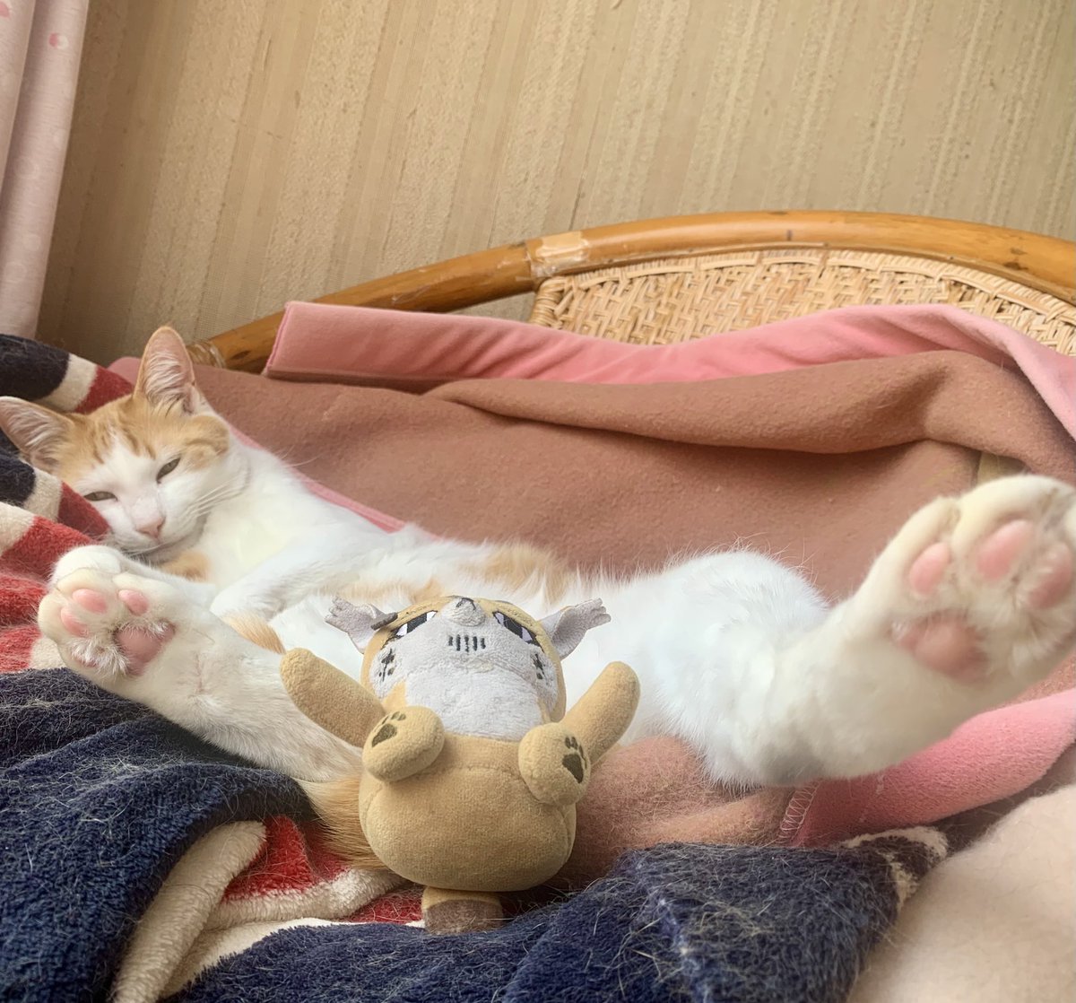 764w_v's tweet image. 📕見たフォゼと隣のお兄ちゃん🐈

どて、へそ天