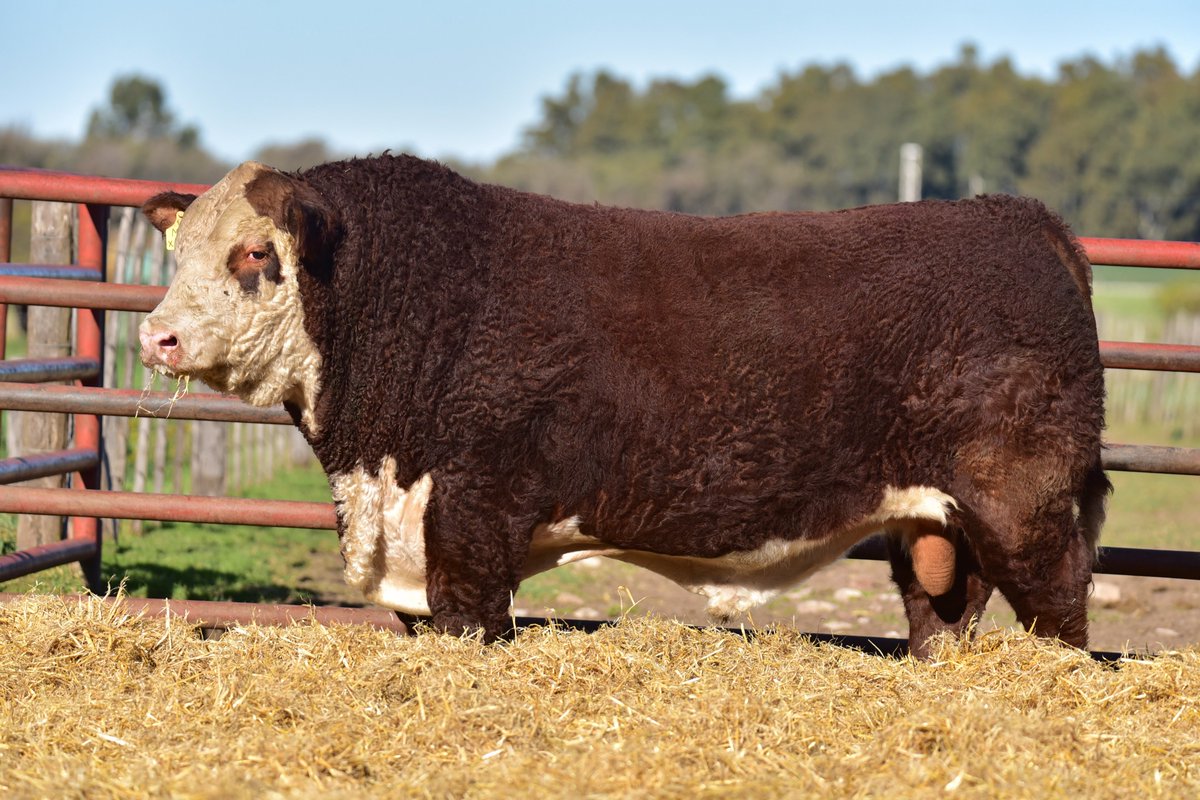 Toros Polled Hereford PR inmunizados.
Dos años y medio, listos para desempeñarse en los rodeos de cría del litoral santafesino.
Remate en Colonia Silva, 4 de julio.
Cabaña DON BENJAMÍN.