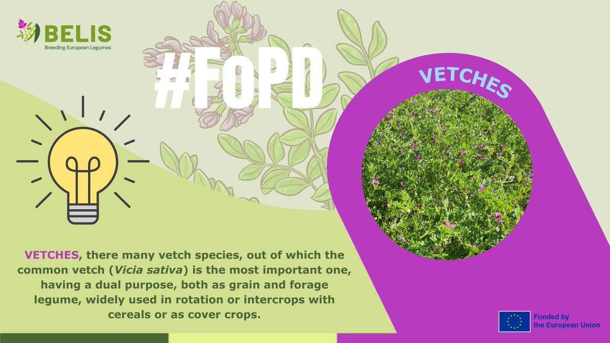 BELIS Project (@belis_eu) on Twitter photo 🤩🌱#FascinationofPlantsDay | Vetches
Common vetch (Vicia sativa) has a dual purpose, both as grain and forage legume.
👉 <a href="/BELIS_EU/">BELIS Project</a> explores the wide diversity of common vetch germplasm.
ℹ️ linkedin.com/feed/update/ur… 🤩🌱#FascinationofPlantsDay | Vetches
Common vetch (Vicia sativa) has a dual purpose, both as grain and forage legume.
👉 <a href="/BELIS_EU/">BELIS Project</a> explores the wide diversity of common vetch germplasm.
ℹ️ linkedin.com/feed/update/ur…