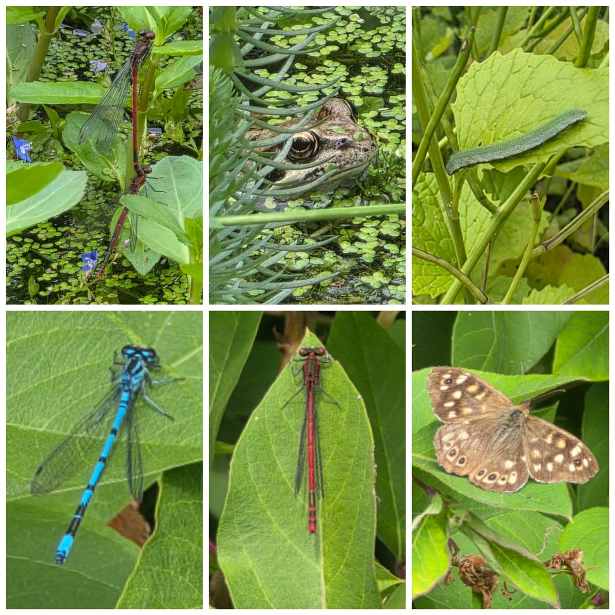 Steve Walker tweet media