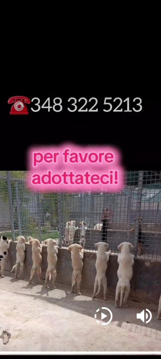 PER FAVORE ADOTTACI♥️♥️♥️♥️♥️♥️♥️🙏🙏🙏🙏🙏🙏🙏🙏🙏❤️❤️❤️❤️❤️❤️❤️❤️❤️