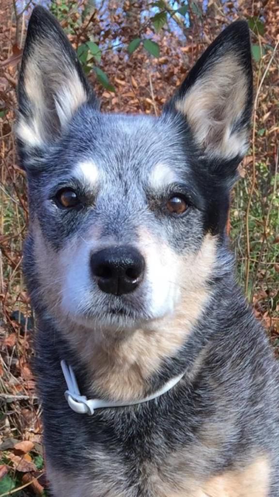 #FlashbackFriday with Angels Silver 🌈 and Ember 🌈.

#RipSilver #RIPSilver 🐶🌈💖
#RipEmber #RIPEmber 🐶🌈💖

#Husky #Huskies #acds #AustralianCattledog #cattledog #heeler #BlueHeeler #dogs #dogsoftwitter #dogsofX