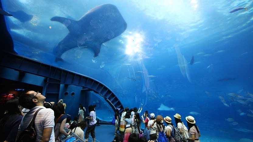 "Suizokukan" (水族館) is the Japanese word for "aquarium." In Japan🗾, aquariums are very popular and offer a wide variety of exhibits, including large tanks with whale sharks, various fish🐟species, and other marine life. 👉#Suizokukan#Adventure tinyurl.com/4uax326e