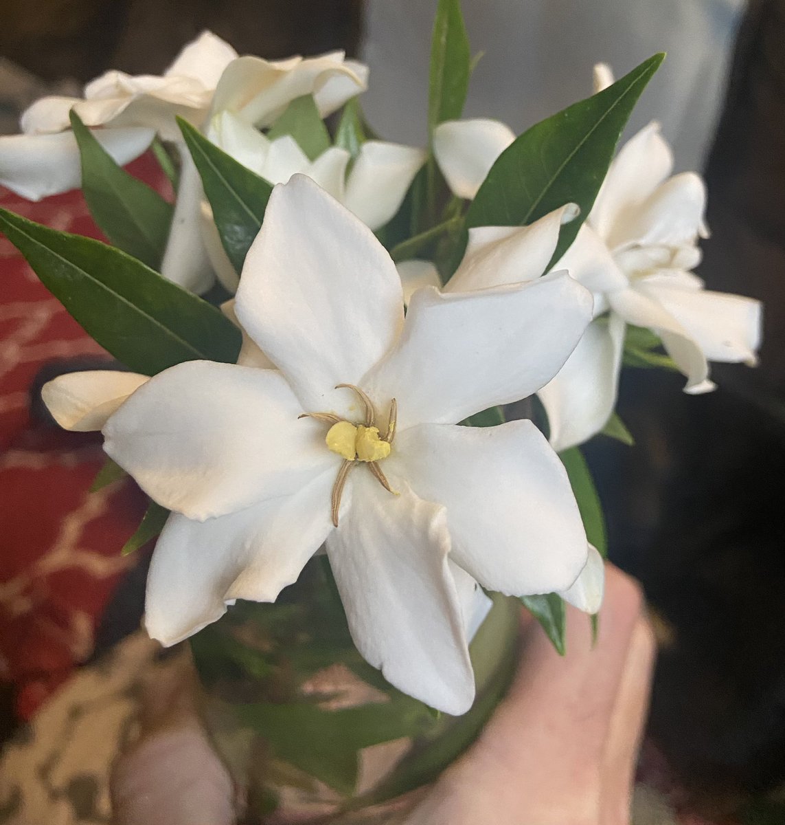 I love when perennials bloom in our yard. 🪴 These gardenia cuttings smell amazing in our living room!