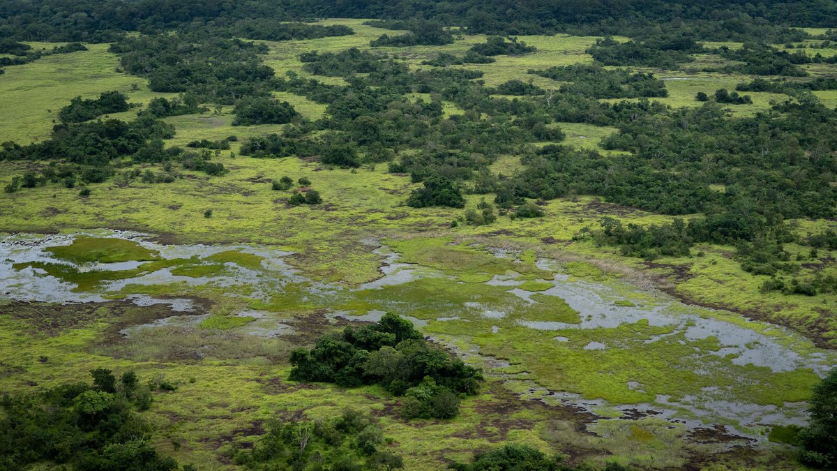 A critical resource. 
We are still in the early stages of understanding the profound importance of forests – such as Chinko in the Central African Republic –  as biodiversity reservoirs. If we lose intact forest ecosystems, our planet (and our shared future) would be very much