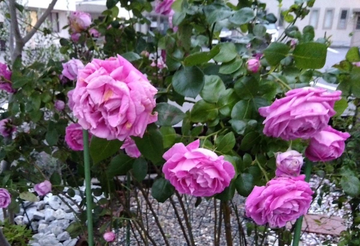 雨上がったら、今年も庭の薔薇が全開😃
＃ガーデニング  ＃庭  ＃庭のある暮らし ＃ガーデン ＃バラ ＃ローズ  #rose