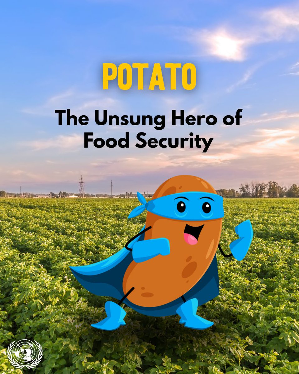 UN in UK and Ireland (@unric_uk_ire) on Twitter photo 🥔It's #InternationalPotatoDay - Small Vegetable, Big Impact!
DYK:
🇬🇧 The UK produced 4.7M tonnes of potato in 2023
🇮🇪 Ireland produced 322,200 tonnes in the same year.
Wet weather affected harvests in both countries.
<a href="/FAO/">Food and Agriculture Organization</a> 🥔It's #InternationalPotatoDay - Small Vegetable, Big Impact!
DYK:
🇬🇧 The UK produced 4.7M tonnes of potato in 2023
🇮🇪 Ireland produced 322,200 tonnes in the same year.
Wet weather affected harvests in both countries.
<a href="/FAO/">Food and Agriculture Organization</a>