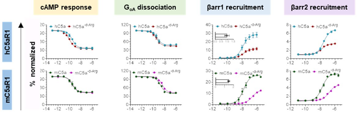 1/n We profile a broad set of C3aR/C5aR1 agonists on the human/mouse receptors, and uncover some very interesting pharmacology and functional specialization. For example, C5a-d-Arg, the naturally-encoded version of C5a, acts as a robust G-protein-biased agonist at C5aR1!