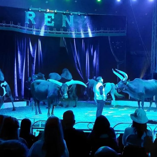 Coby Bergsma (@coby_bergsma) on Twitter photo Langs de A37 (bij Klazienaveen ) zie ik bij de circustent van Renz Berlin, kamelen staan. Tijdens de shows worden ook Watusi runderen uit Afrika gebruikt. Mag dit?
<a href="/_NVWA/">Nederlandse Voedsel- en Warenautoriteit</a> graag uw reactie.
rvo.nl/onderwerpen/di… Langs de A37 (bij Klazienaveen ) zie ik bij de circustent van Renz Berlin, kamelen staan. Tijdens de shows worden ook Watusi runderen uit Afrika gebruikt. Mag dit?
<a href="/_NVWA/">Nederlandse Voedsel- en Warenautoriteit</a> graag uw reactie.
rvo.nl/onderwerpen/di…