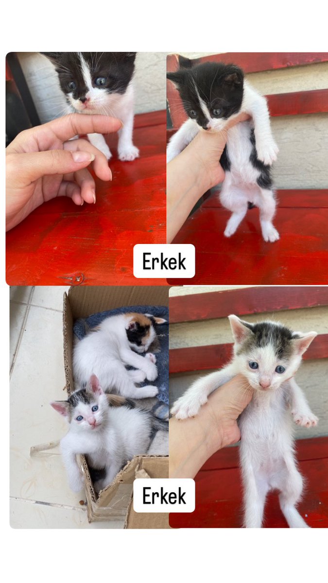 Ankara/Çevre iller
Acil yuvaya gitmesi gereken 8 yavrumuz var.Hepsi kuru/yaş mama yiyorlar.Kumu öğrendiler.Sokakta doğum yapan 2 anne kediye bakıyordum fakat maalesef bırakmak zorundayım.Hepsi çok sosyal.İnsanlarla ve diğer kedilerle kolaylıkla anlaşabilirler.+
#Satınalmasahiplen