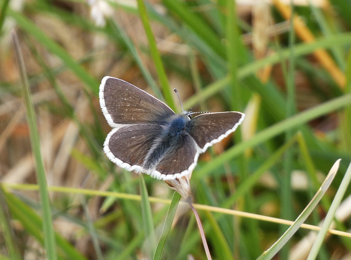 On Wednesday, Wildlife Conservation Officer Robyn recorded 18 Northern Brown Argus during a butterfly transect near Grassington, along with Cistus Forester and Small Heath. Great day for local wildlife! 🦋🌿