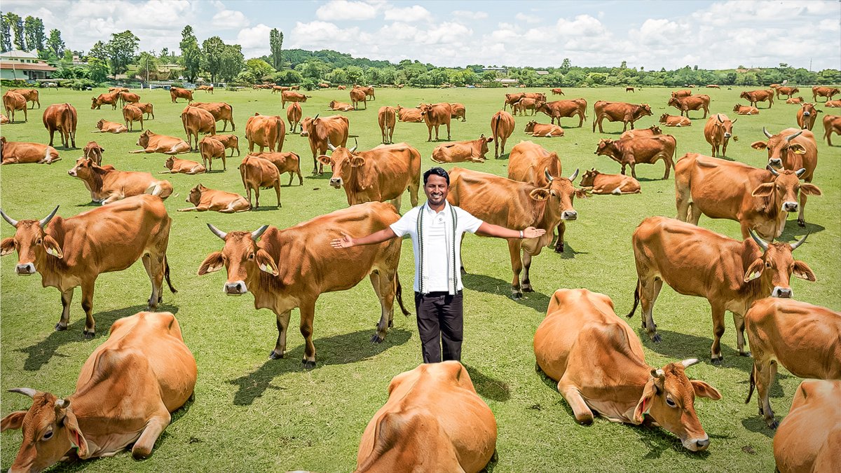 IndianFarmer_'s tweet image. 🚨 The future of Indian dairy is happening right now, and it’s powered by desi cows, not imported breeds.

Watch the full YouTube video here to see the process, technology, and insights in action: youtube.com/watch?v=9svacQ…

#IndianFarmer #SustainableFarming #CleanFoodMovement