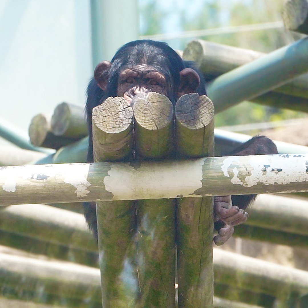 chimpanzee - Search / X