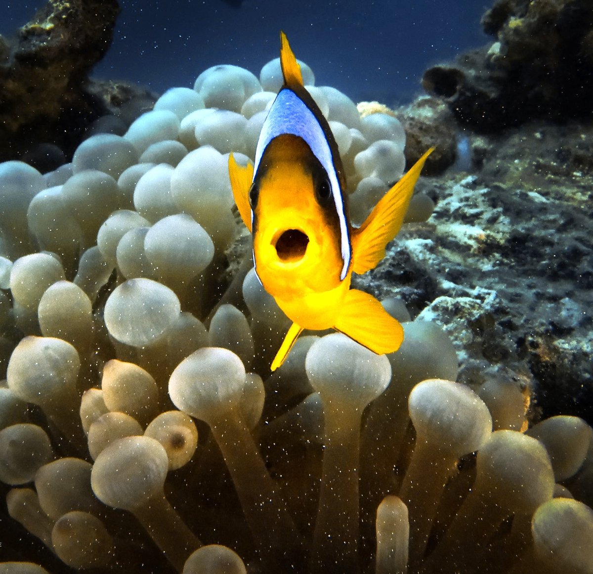 Scuba_Directory's tweet image. 🐠 Dive Site: Ras Abu Soma
📍 Safaga, Egypt
 📸 Shams Safaga
 👉thescubadirectory.com/divesiteprofil…

#RedSea #divesite #clownfish #ScubaDivingMag #PADI #paditv #scubadivelife #scubadive #scubadiving #divelife #scuba #dive #diving #divetrip #divetravel #scubatravel #scubatravellers