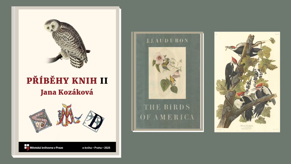 Audubonovy Ptáky Ameriky 🕊️, první ilustrované 📚vydání Babičky Boženy Němcové nebo ilustrace Vojtěcha Preissiga k Slezským písním Petra Bezruče představuje nová publikace Jany Kozákové Příběhy knih (II). A máte ji k dispozici kdykoliv a kdekoliv 📲l.mlp.cz/pribehehyknih 😉