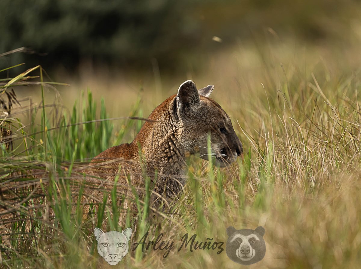 🌿🐾 Avistamiento del Puma en el Parque Nacional Natural Chingaza 🐾🌿
El Parque Nacional Natural Chingaza, reconocido por la Unión Internacional para la Conservación de la Naturaleza (UICN) y certificado en la Lista Verde de Áreas Protegidas, es un claro ejemplo de gestión