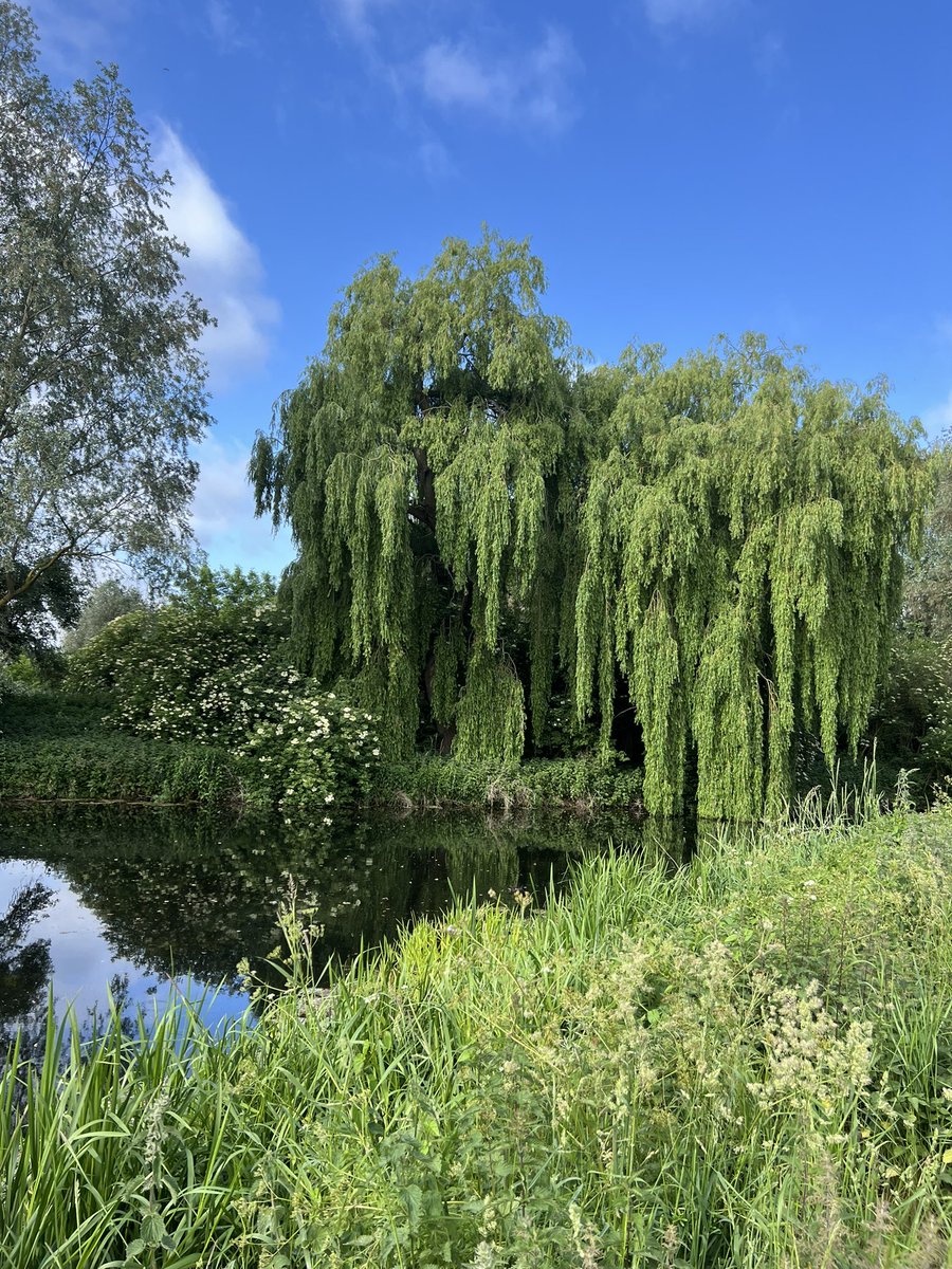 Beautiful run this morning, I absolutely love this tree. #treeclub
<a href="/WoodlandNomad/">TC🌳</a>