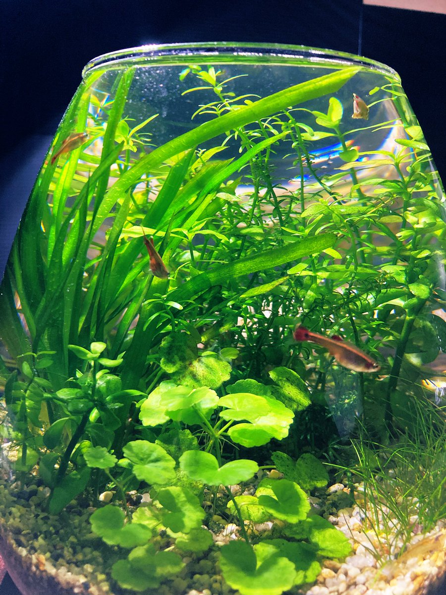 ecriyage's tweet photo. ボトルアクアリウム🌿🫧

明日、水換えとトリミングしよかなぁー😊

今日も1日お疲れさまでした🌃

#ボトルアクアリウム
#アクアリウム
#アカヒレ
#ミナミヌマエビ
#MeGreen
#GEX https://t.co/KaIvNpChdd
