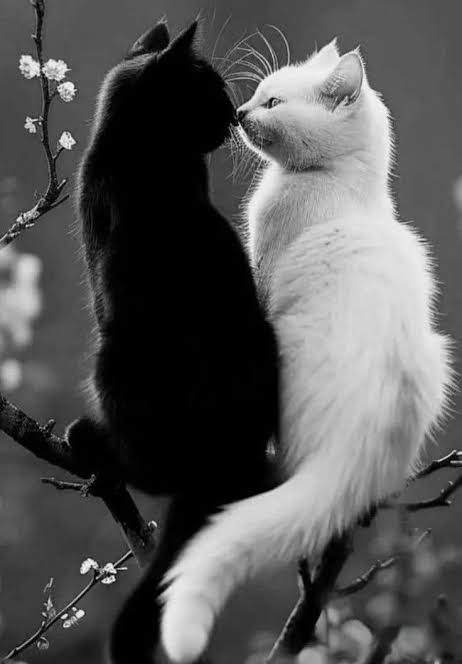 ★° . ⋆🐾🖤 CaT 🖤🐾 ⋆. °★ #VGSDV (@black_catwom) on Twitter photo ✧‧˚₊*̥ <a href="/FfcCarlos0411/">Carlos Danielᶠᶠᶜ🇮🇹🇮🇹</a> 🐾✧‧˚
°°🌹ೃೃ⁀➷ °ᙏ̤̫͚ೃೃ⁀➷ 💚°
✧‧. <a href="/SoupehFC/">Carlos Daniel Campeão da América🇮🇹</a> ✧‧.
🌹.・💚∙・°🦋ೃ
💋🕸️🕷️💚🕷️🕸️💋
All my love and your cat
💚ི⋮ྀ⏝ི⋮🍂⋮ྀ⏝ི⋮ྀ💚 ✧‧˚₊*̥ <a href="/FfcCarlos0411/">Carlos Danielᶠᶠᶜ🇮🇹🇮🇹</a> 🐾✧‧˚
°°🌹ೃೃ⁀➷ °ᙏ̤̫͚ೃೃ⁀➷ 💚°
✧‧. <a href="/SoupehFC/">Carlos Daniel Campeão da América🇮🇹</a> ✧‧.
🌹.・💚∙・°🦋ೃ
💋🕸️🕷️💚🕷️🕸️💋
All my love and your cat
💚ི⋮ྀ⏝ི⋮🍂⋮ྀ⏝ི⋮ྀ💚