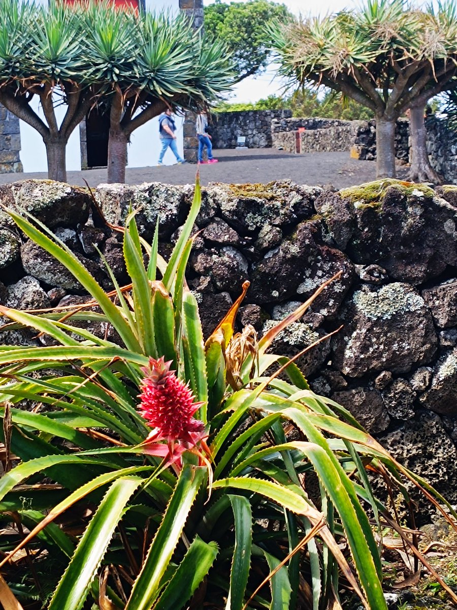 Дикий, несъедобный ананас