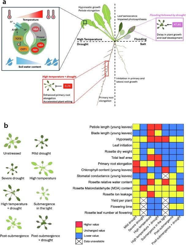 Abiotic stress in plants (Green Survivors) (@abioticstress) on Twitter photo Review by Zhang Jiang, <a href="/ZantenMartijn/">Martijn van Zanten</a> <a href="/R_Sasidharan/">Rashmi Sasidharan</a> <a href="/UU_Plants/">UU_Plants</a> <a href="/CommsBio/">Communications Biology</a> <a href="/UUBeta/">Faculty of Science, Utrecht University</a>
#Mechanisms of plant #acclimation to multiple #abiotic stresses
nature.com/articles/s4200…
<a href="/sci_plant/">Plant Science</a> <a href="/HorizonEU/">Horizon Europe 🇪🇺</a> <a href="/eu_adapt/">Horizon 2020-project-ADAPT</a> <a href="/CropGlobal/">Global Sustainable Agriculture & Environment</a> <a href="/CERAIUg/">Centre for Environmental Research and Agriculture</a> <a href="/yongfeng_zhou/">Yongfeng Zhou🍇🍷周永锋@yongfeng_zhou@ecoevo.social</a> <a href="/Plant_Papers/">吉成 晃 / Akira YOSHINARI</a> <a href="/UNL_CropWatch/">Nebraska CropWatch</a> <a href="/best_crop/">BEST-CROP</a> Review by Zhang Jiang, <a href="/ZantenMartijn/">Martijn van Zanten</a> <a href="/R_Sasidharan/">Rashmi Sasidharan</a> <a href="/UU_Plants/">UU_Plants</a> <a href="/CommsBio/">Communications Biology</a> <a href="/UUBeta/">Faculty of Science, Utrecht University</a>
#Mechanisms of plant #acclimation to multiple #abiotic stresses
nature.com/articles/s4200…
<a href="/sci_plant/">Plant Science</a> <a href="/HorizonEU/">Horizon Europe 🇪🇺</a> <a href="/eu_adapt/">Horizon 2020-project-ADAPT</a> <a href="/CropGlobal/">Global Sustainable Agriculture & Environment</a> <a href="/CERAIUg/">Centre for Environmental Research and Agriculture</a> <a href="/yongfeng_zhou/">Yongfeng Zhou🍇🍷周永锋@yongfeng_zhou@ecoevo.social</a> <a href="/Plant_Papers/">吉成 晃 / Akira YOSHINARI</a> <a href="/UNL_CropWatch/">Nebraska CropWatch</a> <a href="/best_crop/">BEST-CROP</a>