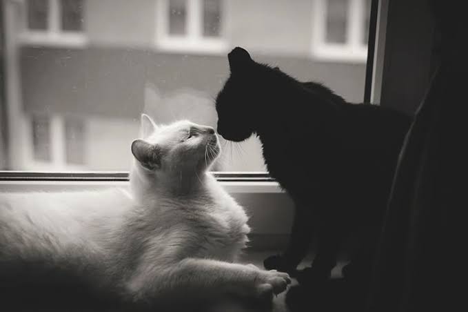 ★° . ⋆🐾🖤 CaT 🖤🐾 ⋆. °★ #VGSDV (@black_catwom) on Twitter photo ❤️🐾🐈⬛•ө•♡ ❤️🐾🐈⬛•ө•♡ ❤️
┊ ┊ ┊ ┊ ┊⋆。 🐾
┊ ┊ ┊ 🐾 ♡✨♡
┊ ┊ ❥ `⋆⊹
┊ ✨🐾. ˚
✧ ୧‿̩͙ ˖꒰ᵕ༚ᵕ⑅꒱♡(> 🐾<)♡ ˖꒰ᵕ༚ᵕ⑅꒱‿̩͙୨
♡˗ˏ✎ <a href="/SoupehFC/">Carlos Daniel Campeão da América🇮🇹</a> ♡ ‧₊˚
❤️🐾🐈⬛•ө•♡ ❤️🐾🐈⬛•ө•♡ ❤️ ❤️🐾🐈⬛•ө•♡ ❤️🐾🐈⬛•ө•♡ ❤️
┊ ┊ ┊ ┊ ┊⋆。 🐾
┊ ┊ ┊ 🐾 ♡✨♡
┊ ┊ ❥ `⋆⊹
┊ ✨🐾. ˚
✧ ୧‿̩͙ ˖꒰ᵕ༚ᵕ⑅꒱♡(> 🐾<)♡ ˖꒰ᵕ༚ᵕ⑅꒱‿̩͙୨
♡˗ˏ✎ <a href="/SoupehFC/">Carlos Daniel Campeão da América🇮🇹</a> ♡ ‧₊˚
❤️🐾🐈⬛•ө•♡ ❤️🐾🐈⬛•ө•♡ ❤️