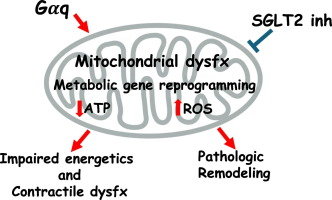 JMCC Plus (@jmccplus) on Twitter photo Looking for some weekend reading?
We recently published some work from Chambers et al. from <a href="/BU_Tweets/">Boston University</a> looking at the effect of an #SGLT2i on #mitochondrial function from non-diabetic mice with #Cardiomyopathy
Accompanied by a very nice editorial!
sciencedirect.com/science/articl… Looking for some weekend reading?
We recently published some work from Chambers et al. from <a href="/BU_Tweets/">Boston University</a> looking at the effect of an #SGLT2i on #mitochondrial function from non-diabetic mice with #Cardiomyopathy
Accompanied by a very nice editorial!
sciencedirect.com/science/articl…