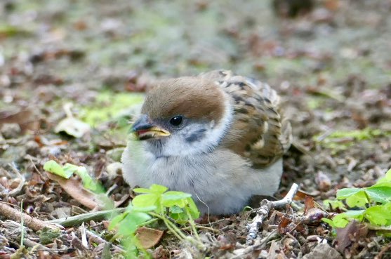 まんまるちゅん

#ちゅん活 #すずめ #子ちゅん #こんばんは #sparrow #birdwatching