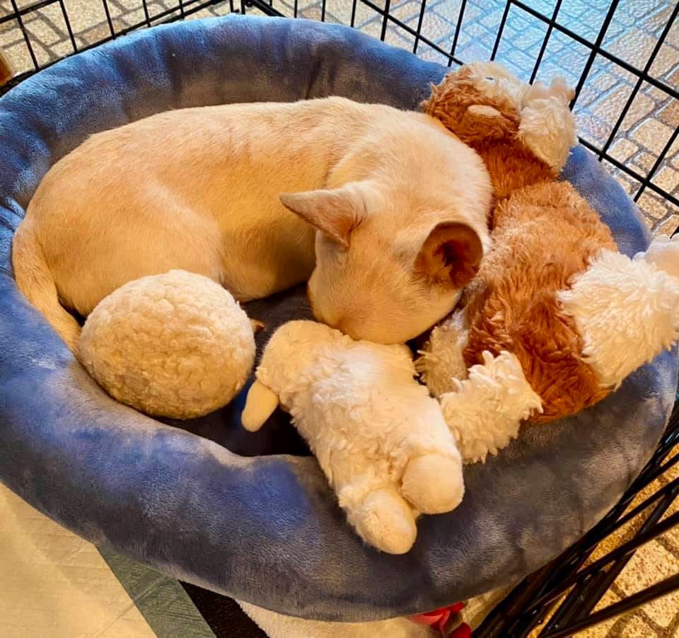 Gilligan was mad at me this morning because I washed his squirrel 🐿 and lamb 🐑. He’s happy now that they are back and they are soft and smelling clean. 🐶❤️