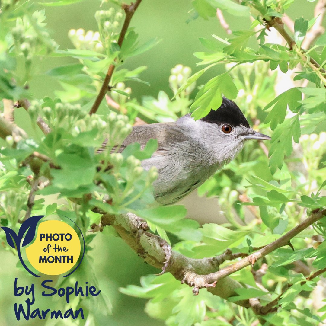 SongBirdSBS's tweet photo. The winner of May’s #PhotoOfThe Month is this picture of a blackcap taken at Blashford Lakes in Dorset by Sophie Warman.
#songbirds #naturephoto #blackcap #Dorset https://t.co/JMsAAQPtgs