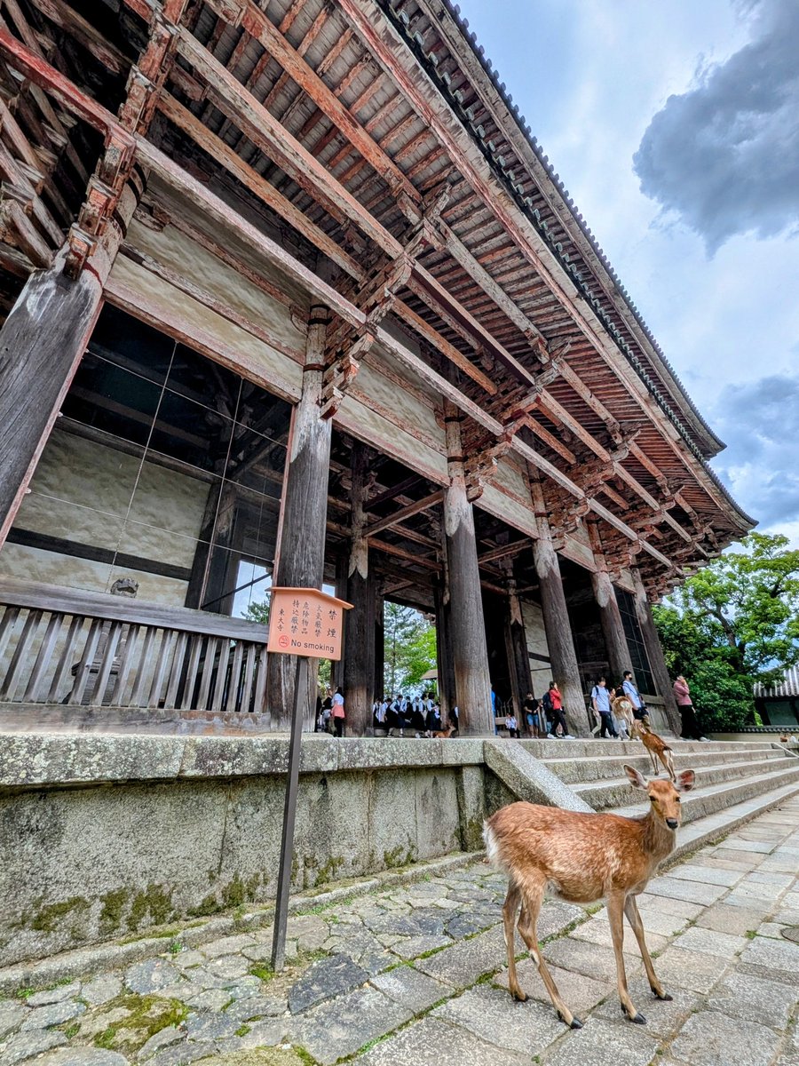 peterdav2000's tweet photo. By this time, all the groups of tourists were out in force, which of course meant the deer were too! 🦌🦌🦌
#Nandaimon #templegate #nara #deer
8/8 https://t.co/zUUcUlTdgJ