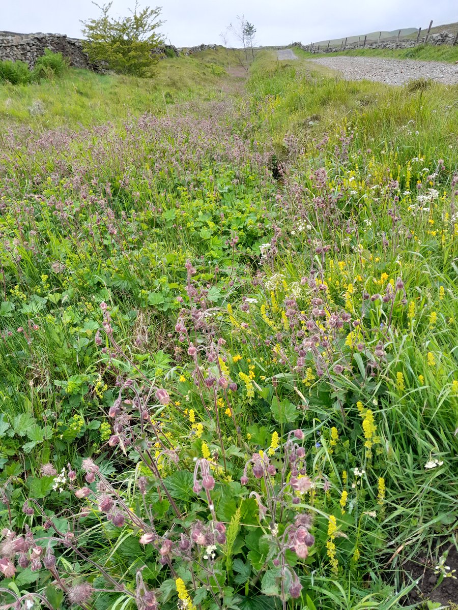 Appreciating a lovely flower-rich verge while dodging showers during fieldwork near Hawes. Nature’s colour never disappoints—even in the rain! 🌼🌧️
#Fieldwork #Wildflowers #Hawes