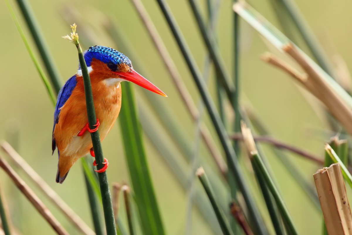 AerolinkUganda's tweet image. Touch down with AeroLink at Queen Elizabeth National Park, a bird lover’s paradise with around 600 species—including the striking Malachite Kingfisher! 🐦✈️🌿 #AeroLinkUganda #QueenElizabethNationalPark #BirdingUganda #ExploreUganda #BirdLovers #TravelAfrica #WildlifeAdventure